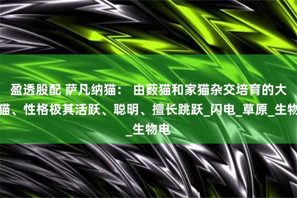 盈透股配 萨凡纳猫： 由薮猫和家猫杂交培育的大型猫、性格极其活跃、聪明、擅长跳跃_闪电_草原_生物电